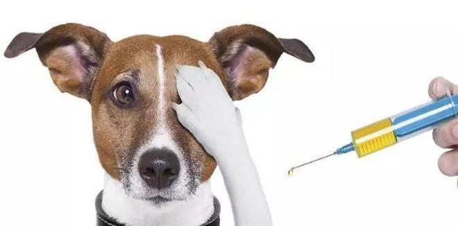 七联疫苗守护儿童健康,全面接种指南与注意事项详解 七联疫苗守护儿童健康,全面接种指南与注意事项详解