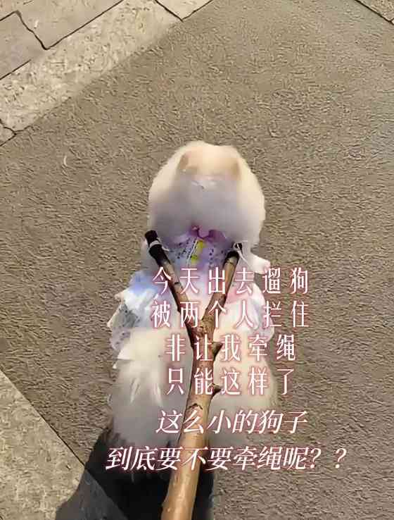 狗狗不愿出门的原因解析与有效解决方法指南 狗狗不愿出门的原因解析与有效解决方法指南