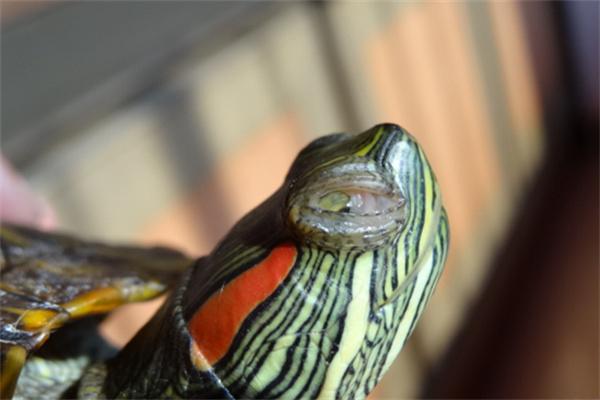 乌龟白眼病症状识别与治疗方案详解,新手饲养必读指南 乌龟白眼病症状识别与治疗方案详解,新手饲养必读指南