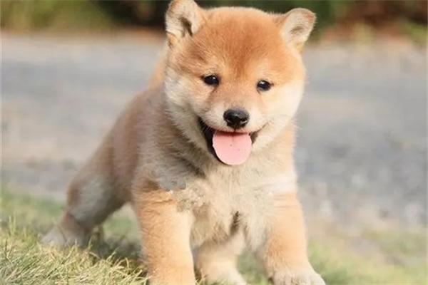 狗狗身上长黑斑的原因与治疗方法详解,宠物主必读指南 狗狗身上长黑斑的原因与治疗方法详解,宠物主必读指南