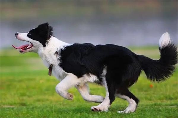 狗狗拆家屡教不改?教你有效解决方法,告别家具遭殃 狗狗拆家屡教不改?教你有效解决方法,告别家具遭殃