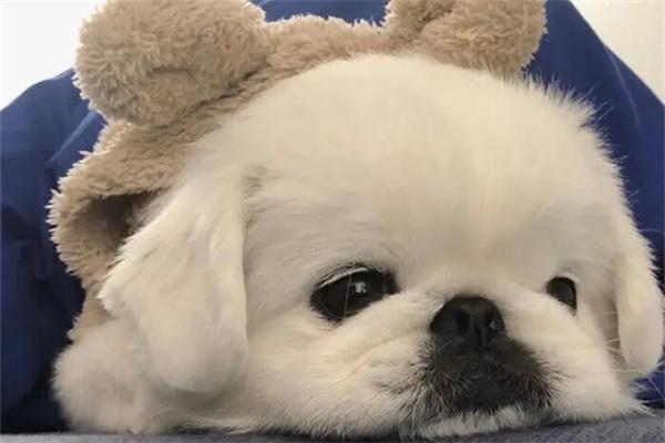 狗狗自闭症症状表现及常见原因解析，教你识别与应对