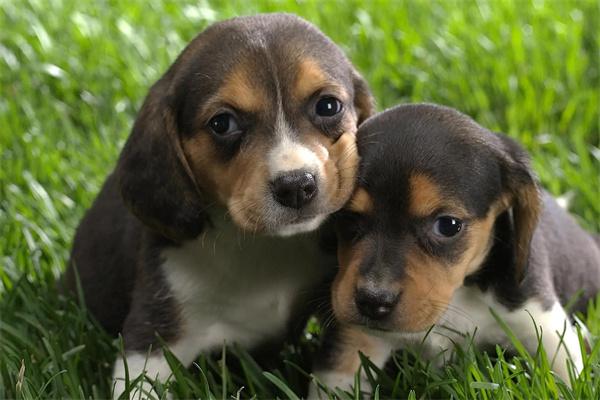 狗狗自闭症治疗方法与护理指南：如何帮助狗狗走出困境