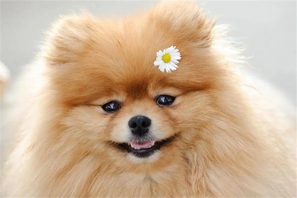 狗狗需要定期换粮吗?科学解析换粮时机与健康益处 狗狗需要定期换粮吗?科学解析换粮时机与健康益处