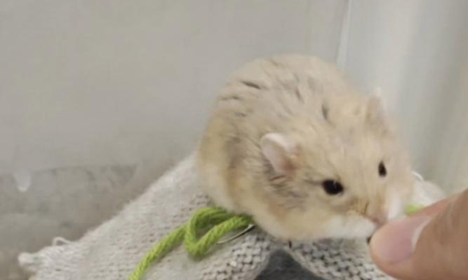 仓鼠为何咬同伴？解读行为原因与应对方法