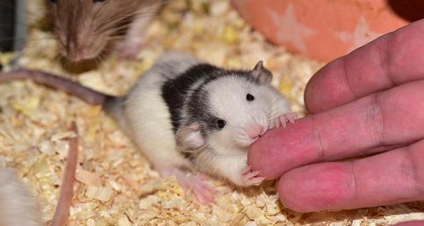 仓鼠为何咬同伴？解读行为原因与应对方法