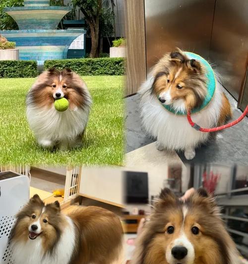 狗狗屁股红肿常见原因解析与家庭护理解决方法