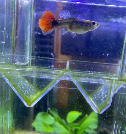 孔雀鱼饮食营养指南：天然食物与人工饲料的健康搭配