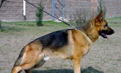 德牧饮食搭配技巧,科学喂养助力骨骼发育与健康成长 德牧饮食搭配技巧,科学喂养助力骨骼发育与健康成长