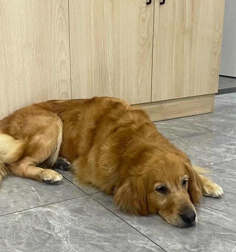 金毛小狗狗的魅力与特点解析:为何成为理想家庭宠物 金毛小狗狗的魅力与特点解析:为何成为理想家庭宠物