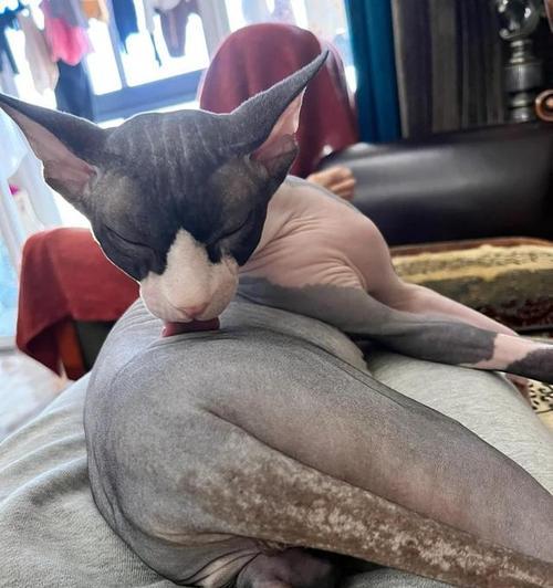 黑斑猫神秘斑纹形成原因揭秘:从基因到伪装术 黑斑猫神秘斑纹形成原因揭秘:从基因到伪装术