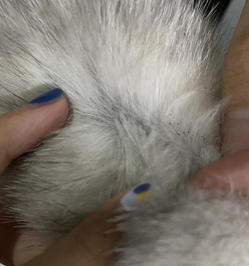 黑斑猫神秘斑纹形成原因揭秘:从基因到伪装术 黑斑猫神秘斑纹形成原因揭秘:从基因到伪装术