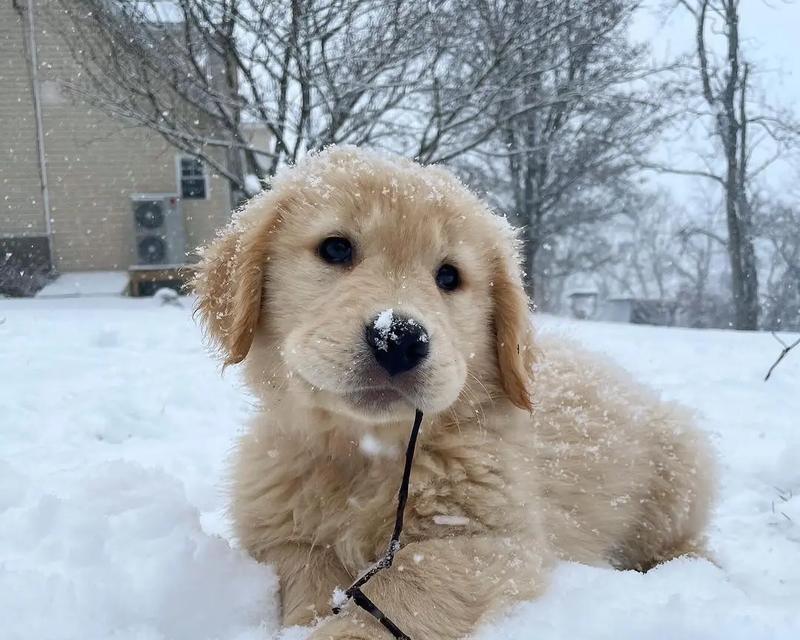 金毛小狗狗的魅力与特点解析:为何成为理想家庭宠物 金毛小狗狗的魅力与特点解析:为何成为理想家庭宠物