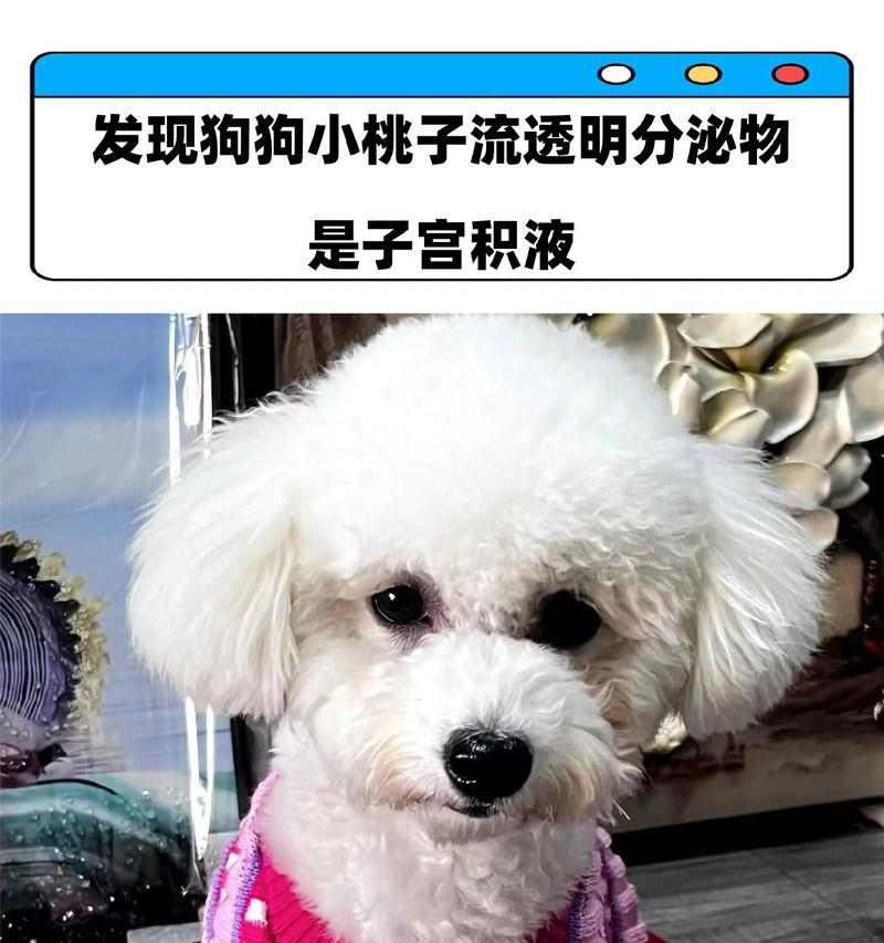 狗狗桃子发炎症状有哪些?如何治疗与预防? 狗狗桃子发炎症状有哪些?如何治疗与预防?