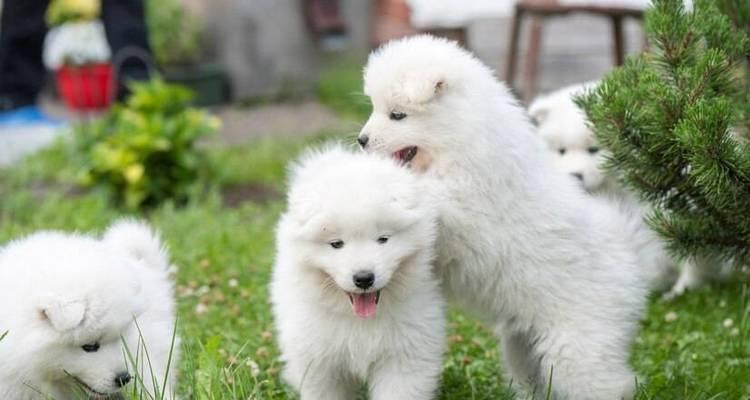 萨摩耶幼犬疫苗接种指南,必备疫苗与防护要点解析 萨摩耶幼犬疫苗接种指南,必备疫苗与防护要点解析