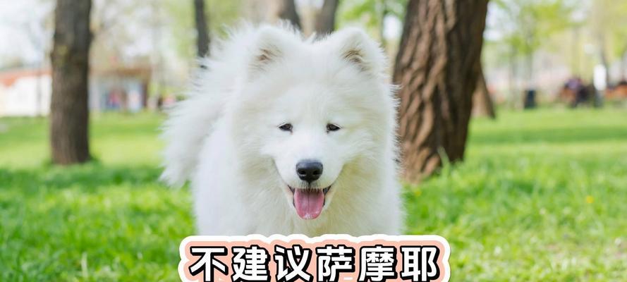 狗为何不能吃人？进化、天性与共生关系深度解析