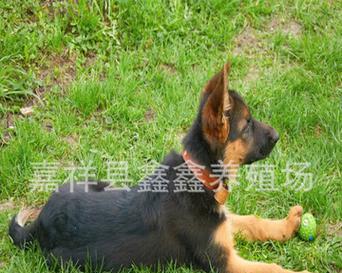 德牧饮食搭配技巧,科学喂养助力骨骼发育与健康成长 德牧饮食搭配技巧,科学喂养助力骨骼发育与健康成长