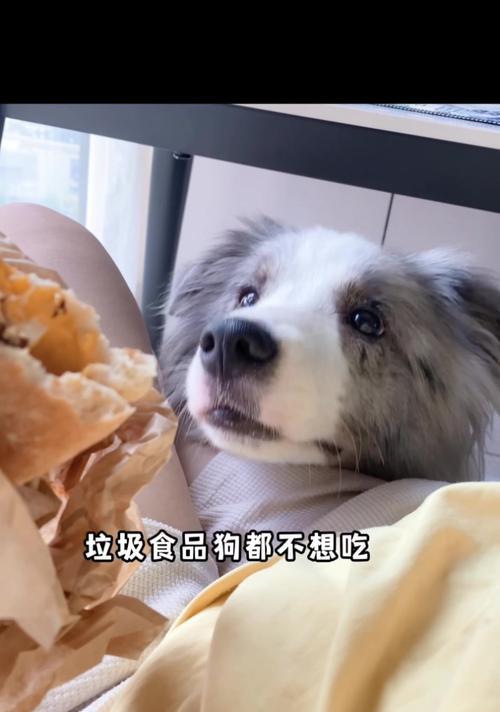 狗为何不能吃人？进化、天性与共生关系深度解析