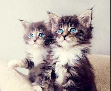 黑斑猫神秘斑纹形成原因揭秘:从基因到伪装术 黑斑猫神秘斑纹形成原因揭秘:从基因到伪装术