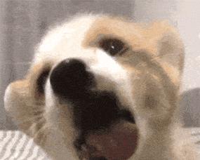 小狗舔尿原因与行为意义全解析,了解背后的健康信号 小狗舔尿原因与行为意义全解析,了解背后的健康信号