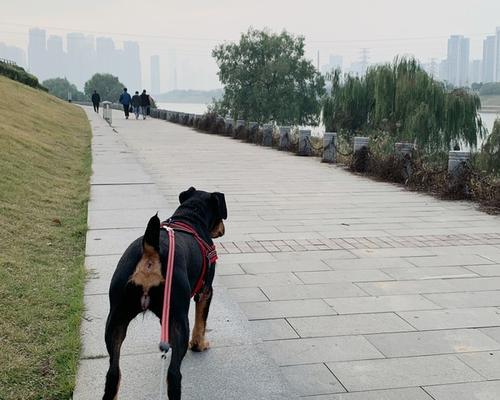 狗狗桃子发炎症状有哪些?如何治疗与预防? 狗狗桃子发炎症状有哪些?如何治疗与预防?