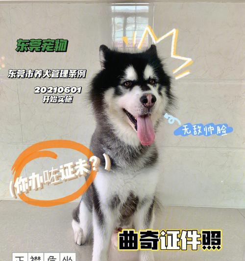 狗户口办理指南:所需证件与条件要求详解 狗户口办理指南:所需证件与条件要求详解