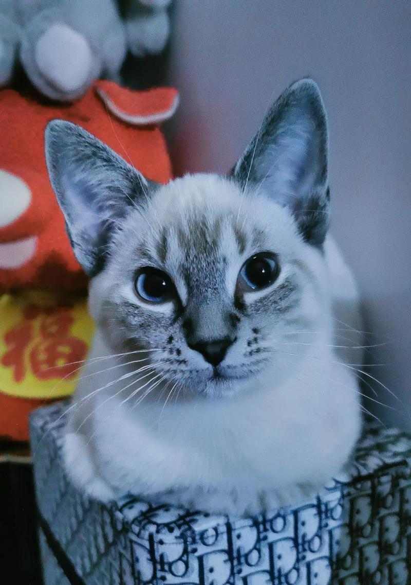 重点色猫咪与多品种搭配之美，展现猫界多样魅力