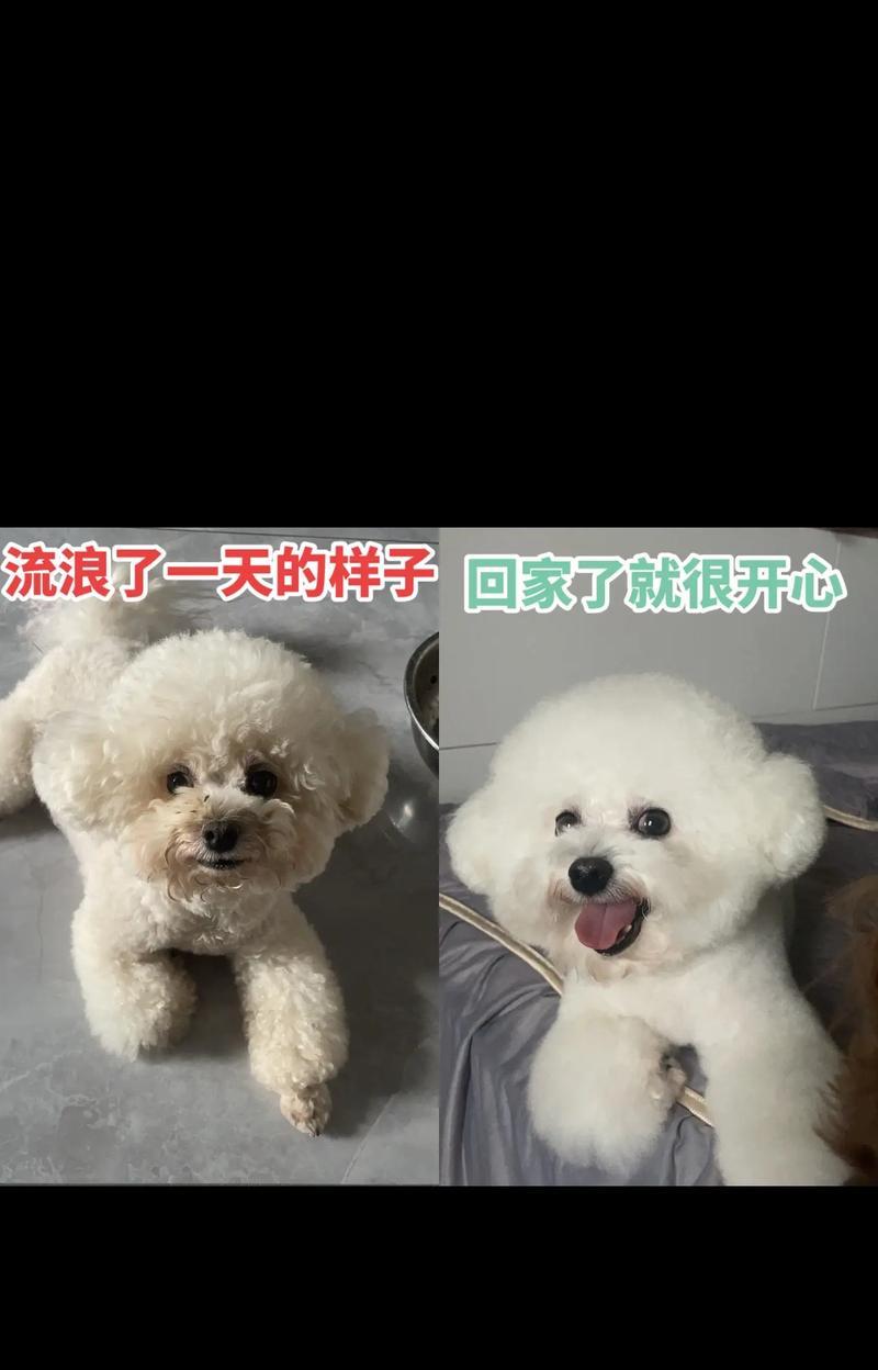 狗狗走失怎么办？15个高效寻回方法与实用建议