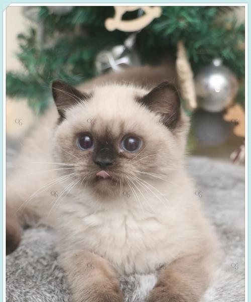 重点色猫咪与多品种搭配之美，展现猫界多样魅力