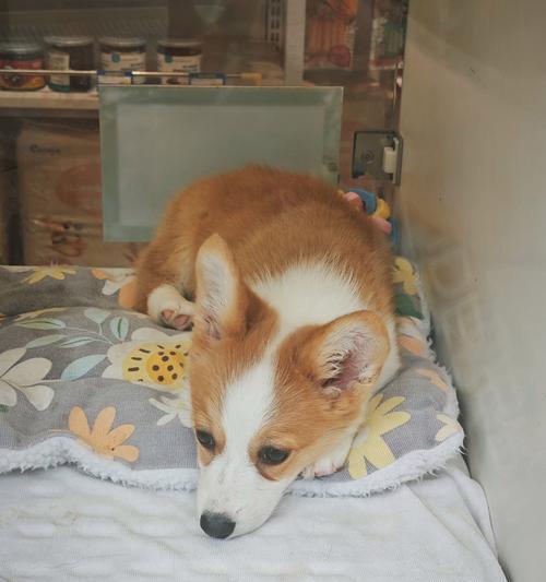 泰迪犬科学喂养全攻略:营养均衡促进健康与毛发养护 泰迪犬科学喂养全攻略:营养均衡促进健康与毛发养护