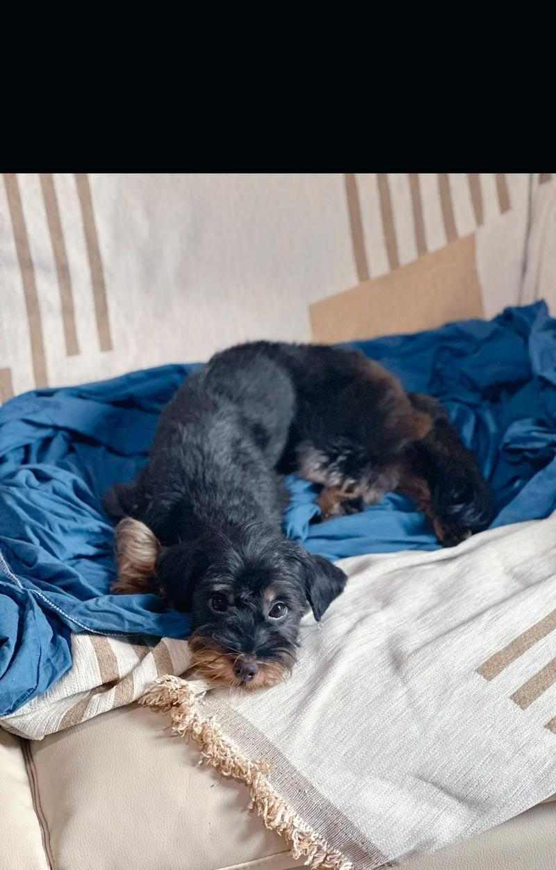 小狗舔尿原因与行为意义全解析,了解背后的健康信号 小狗舔尿原因与行为意义全解析,了解背后的健康信号