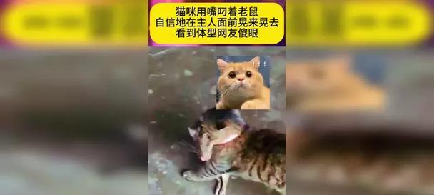 猫攻击前为何会晃动？揭秘其行为背后的多重原因