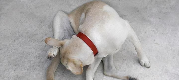 狗狗频繁舔尿道原因解析:警惕泌尿健康与行为异常 狗狗频繁舔尿道原因解析:警惕泌尿健康与行为异常