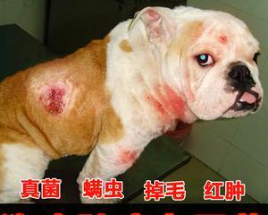 幼犬皮肤病预防药物全攻略，如何选择合适护理产品