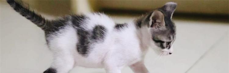 猫攻击前为何会晃动？揭秘其行为背后的多重原因