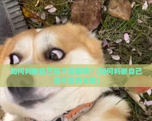 从狗舔狗行为看友谊与信任的真谛：忠诚互助的启示