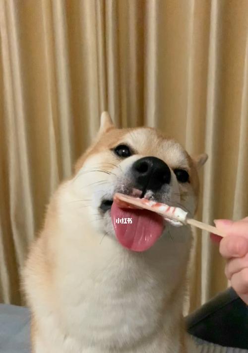 从狗舔狗行为看友谊与信任的真谛：忠诚互助的启示