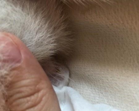 狗狗频繁舔尿道原因解析:警惕泌尿健康与行为异常 狗狗频繁舔尿道原因解析:警惕泌尿健康与行为异常