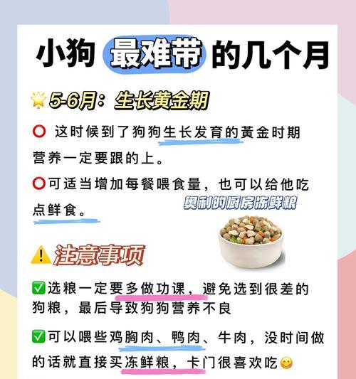 狗狗饮食营养指南：科学搭配关键营养素保障健康生活