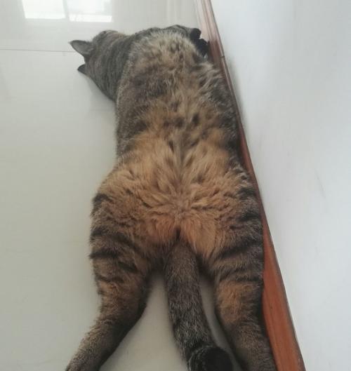 猫攻击前为何会晃动？揭秘其行为背后的多重原因