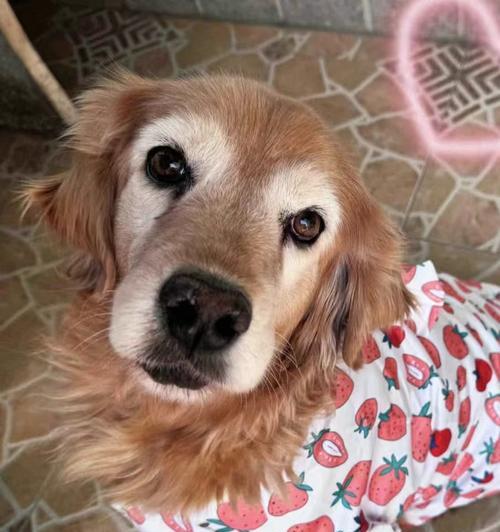 金毛犬常见疾病预防与治疗全攻略,守护爱犬健康 金毛犬常见疾病预防与治疗全攻略,守护爱犬健康