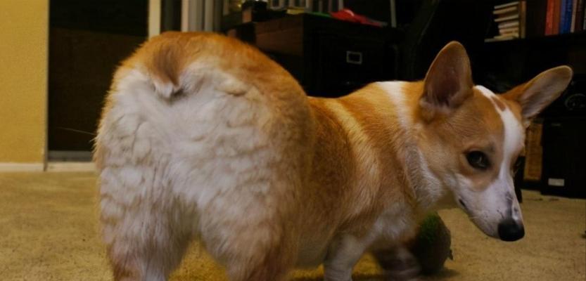 狗狗屁股红肿常见原因解析与家庭护理解决方法