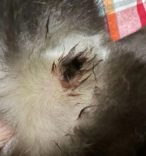 狗狗频繁舔尿道原因解析:警惕泌尿健康与行为异常 狗狗频繁舔尿道原因解析:警惕泌尿健康与行为异常