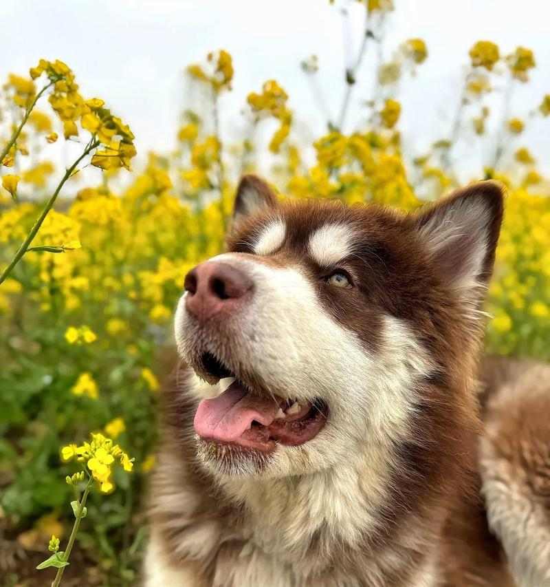 一只土狗的传奇冒险:历经磨难追寻自由的感人旅程 一只土狗的传奇冒险:历经磨难追寻自由的感人旅程