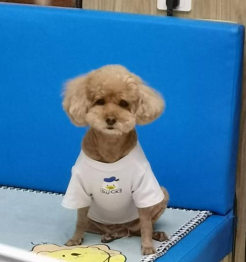 狗狗屁股红肿常见原因解析与家庭护理解决方法