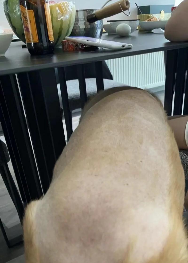 金毛犬常见疾病预防与治疗全攻略,守护爱犬健康 金毛犬常见疾病预防与治疗全攻略,守护爱犬健康