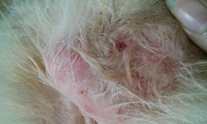 金毛犬常见疾病预防与治疗全攻略,守护爱犬健康 金毛犬常见疾病预防与治疗全攻略,守护爱犬健康