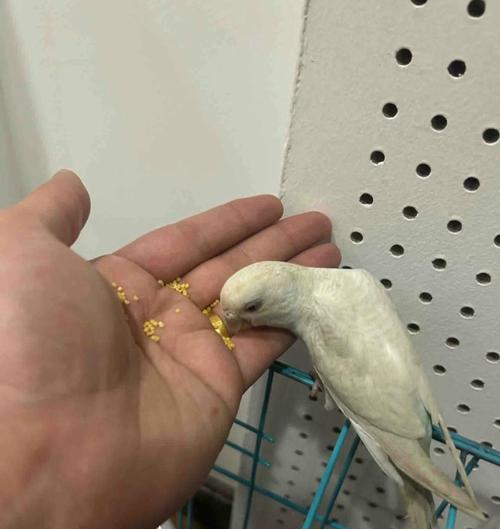 小鸟饮食习惯揭秘:从种子到昆虫的食物链营养关系 小鸟饮食习惯揭秘:从种子到昆虫的食物链营养关系