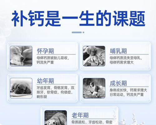 狗狗补钙全解析:从幼犬骨骼发育到老年犬关节护理 狗狗补钙全解析:从幼犬骨骼发育到老年犬关节护理