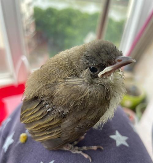 小鸟饮食习惯揭秘:从种子到昆虫的食物链营养关系 小鸟饮食习惯揭秘:从种子到昆虫的食物链营养关系